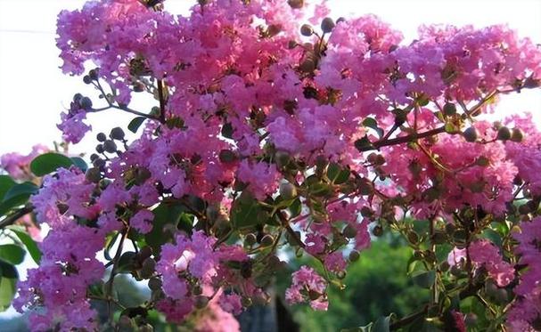 人们栽种紫薇树不会有任何压力,这是因为紫薇树非常好养护,日常的没有